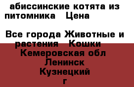 абиссинские котята из питомника › Цена ­ 15 000 - Все города Животные и растения » Кошки   . Кемеровская обл.,Ленинск-Кузнецкий г.